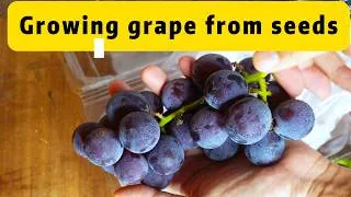 Thumbnail: I Planted a Store-Bought Kyoho Grape Seed...Day 1 - 200 Days