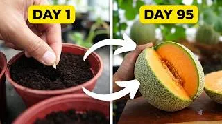 Thumbnail: Journey of the Perfect Musk Melon in 95 days