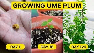 Thumbnail:  Growing Ume Plum (ASMR Gardening)