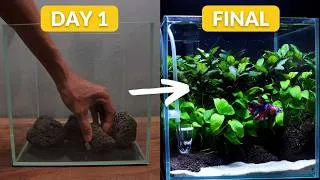 Thumbnail: If You’re New to Aquascaping, Start With THIS Betta Tank