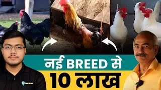 Thumbnail: Poultry Farming में Success कैसे पाएँ? नई Breed, Feed Formula और Business Success | Poultry Farming