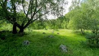 Thumbnail: Gentle Wind and Birdsong in the Forest