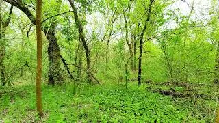 Thumbnail: Sounds of the Spring Forest: Bright Greenery and Birdsong