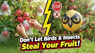 Thumbnail: The EASIEST Way to Protect Fruits From Insects & Birds🐦🪲