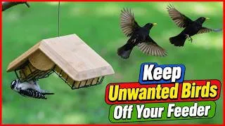 Thumbnail: How to Keep Blackbirds Away From Bird Feeders Naturally🐦🚫