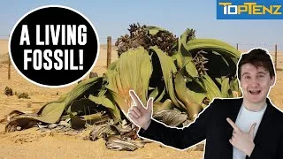 Thumbnail: Top 10 Extremely Weird Plants