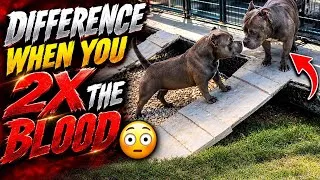 Thumbnail: KARMA REUNITED WITH HER MOM IVY ‼️ DIDNT GO WELL 😳