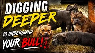 Thumbnail: Does THE PEDIGREE MATTER in this new form of DOG BREEDING ⁉️