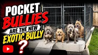 Thumbnail: THE DOG GAME HAS GOTTEN TINDER ‼️