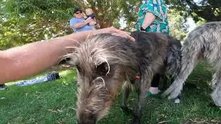 Thumbnail: NYE 2023 Cars and Coffee at UWA - Video 28 - Huge Dogs!