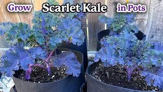 Thumbnail: How to Grow Scarlet Kale from Seed in Pots| A Cold Loving Crop