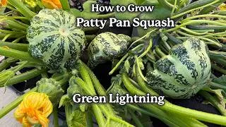 Thumbnail: How to Grow Patty Pan Summer Squash in Pots! A Simple Growing Guide from Seed to Harvest