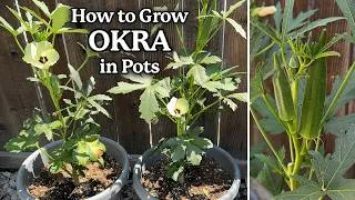 Thumbnail: How to Grow Okra in Pots! Jambalaya Okra | A Simple Growing Guide from Seed to Harvest