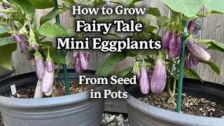Thumbnail: 🍆 How to Grow Mini Eggplants in Pots! Fairy Tale Eggplants - A Simple Growing Guide from Seed 🍆