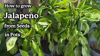 Thumbnail: 🌶️ How to Grow Jalapeño Pepper from Seed in Pots! A Simple Growing Guide from Seed to Harvest!🌶️