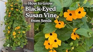 Thumbnail: 🌼How to Grow Black-Eyed Susan Vine or Thunbergia from Seed in Pots🌼 Easy Guide for Stunning Blooms!