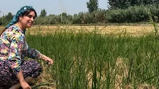 Thumbnail: A Peaceful Day in Rural Life 🌾 | Visiting the Rice Fields & Cooking a Traditional Farm Meal