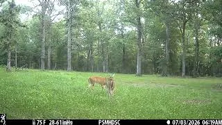 Thumbnail: Browning Defender Wireless Pro Scout Max HD Solar