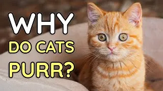 Thumbnail: ✨ The Healing Power of Cat Purring