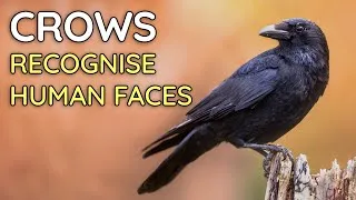Thumbnail: 20 Mind-Bending Nature Facts to Help You Unwind 🌿