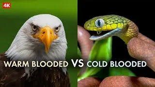 Thumbnail: Relax in 60-Seconds | Warm-Blood vs Cold-Blood?