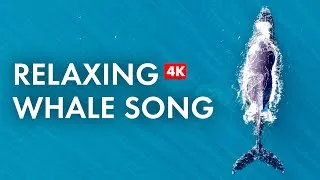 Thumbnail: Soothing Whale ASMR: Ocean Relaxation
