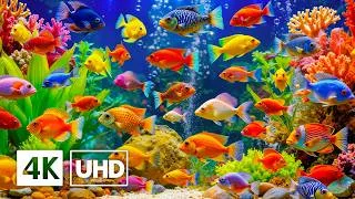 Thumbnail: The Best Aquarium Experience 4K ULTRA HD — Relaxing Ocean Journey for Peaceful Sleep