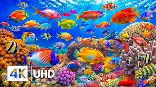 Thumbnail: Beautiful Aquarium 4K ULTRA HD — Explore the Colorful World of Tropical Fish for Peaceful Sleep