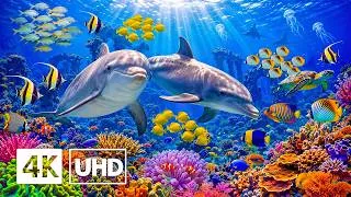 Thumbnail: Incredible Aquarium 4K ULTRAHD—Beautiful Reef Fish, Colorful Coral Reefs & Peaceful Ocean Sounds
