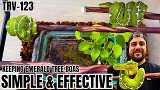 Thumbnail: Most Simple & Effective Way To Keep Your Northern Or Amazon Basin Emerald Tree Boa