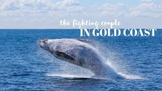 Thumbnail: Gold Coast Whale Watching (Australia) - The Ultimate Boat Tour Experience (4K)