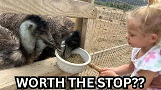 Thumbnail: Feeding Giant Ostriches & Emus at OstrichLand USA (So Much Fun!)