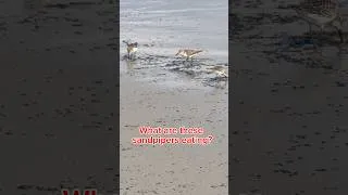 Thumbnail: What are these sandpipers eating on Moody Beach, Maine?