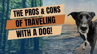 Thumbnail: The Pros & Cons of Traveling With a Dog