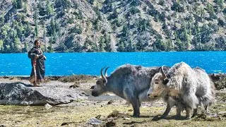 Thumbnail: Shey Phoksundo | Dolpa Trek, Nepal | Silent Hiking the Himalayas | Tibetan Nomadic & Village Life