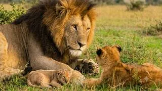 Thumbnail: Father Lion Meets His Cubs for the First Time | Serengeti National Park, Tanzania