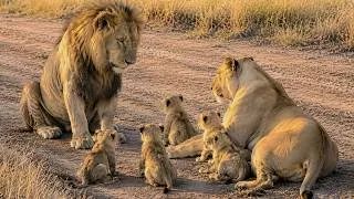 Thumbnail: Mother Lioness Protecting Her Cubs From Father Lion | Maasai Mara National Reserve