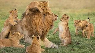 Thumbnail: Dad Lion Protecting His Tiny Cubs | Maasai Mara National Reserve, Kenya