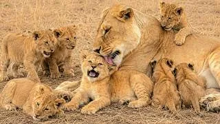 Thumbnail: Mother Lionesss Protecting Their Cubs Form Danger | Massai Mara National Reserve