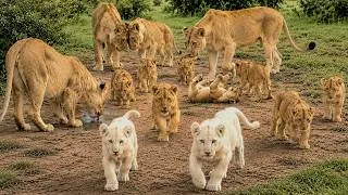 Thumbnail: Lionesses Protecting Their Rare White Cub & The Future of Their Pride | Kruger National Park