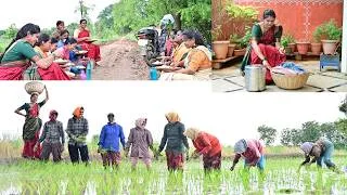 Thumbnail: 🌾From Paddy Planting to a Delicious Farm Lunch| Bagara Rice & Chicken Curry | Traditional Lifestyle|