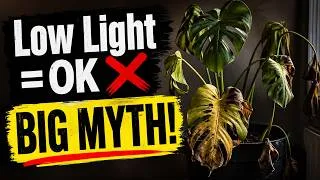 Thumbnail: Monstera in Low Light The Truth Nobody Tells You #monsteracare