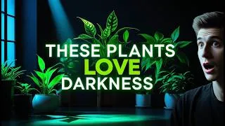 Thumbnail: Best Houseplants for Low Light Rooms #plants #indoorplants #lowlightindoorplants