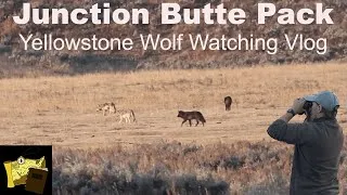 Thumbnail: AUTUMN WOLF WATCHING | Yellowstone National Park Adventure Vlog