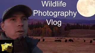 Thumbnail: Attempting a FULL MOON BISON Photograph | Wildlife Photography Vlog | Grand Teton National Park