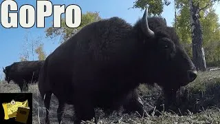 Thumbnail: Filming BISON with a GOPRO | Wildlife Filmmaking Vlog | The Greater Yellowstone Ecosystem