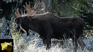 Thumbnail: BIG MOOSE in Jackson Hole | Grand Teton National Park