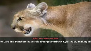Thumbnail: Panthers Release Quarterback Kyle Trask | August 2026 | NewsDrop