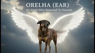 Thumbnail: ORELHA (EAR) - AN ANGEL WHO RETURNED TO HEAVEN(ative as legendas em português)