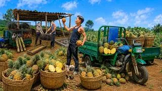 Thumbnail: Move Pigs, Chickens, And Ducks To The New Farm – Harvest Pineapples For The Market